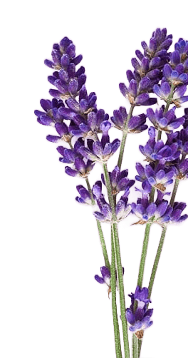 Lavendula